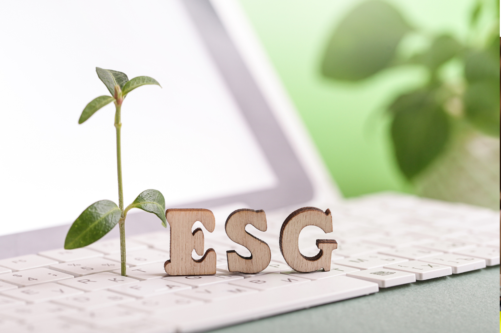 Elevate your tender submissions with NCZ's sustainability expertise